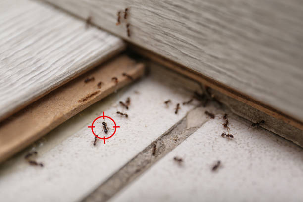 Trusted Fountain, CO Pest Control Experts