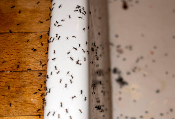 Best Bed Bug Extermination  in Fountain, CO