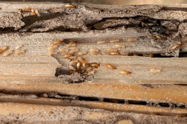 Fountain, CO Pest Control Company
